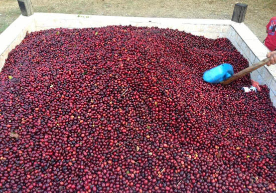 Guatemala El Socorro y Anexos Red Bourbon